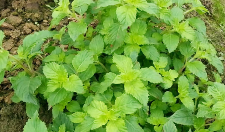 广州特产有哪些出名 广州最著名的特产排行榜