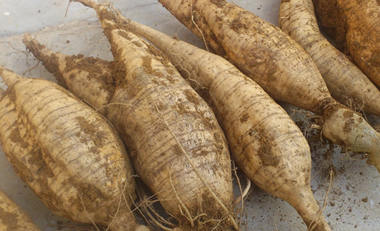 广州特产有哪些出名 广州最著名的特产排行榜