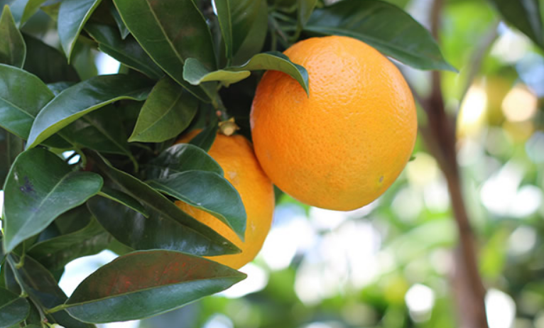 广州特产有哪些出名 广州最著名的特产排行榜