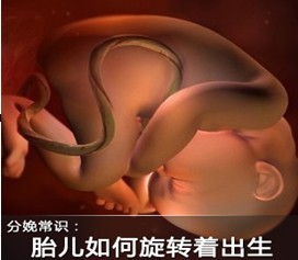 噢 原来胎儿是这样旋转着出生的