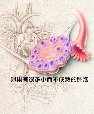 卵泡发育不好怎么办？如何提高受孕几率