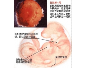 胎儿发育全过程，胎儿发育过程图片