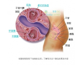 怀孕一个月双胞胎发育图片