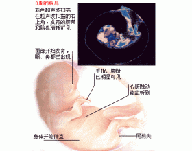 怀孕两个月胎儿多大（附图）