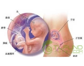 怀孕七个月胎儿图（B超图）