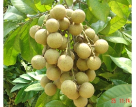 孕妇可以吃龙眼吗（新鲜龙眼）？