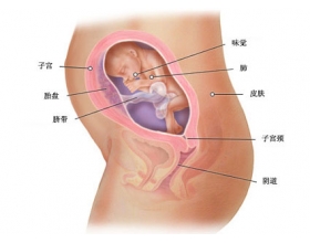 六个月的胎儿是什么样子 六个月胎儿发育情况（