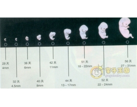 怀孕两个月胎儿有多大 怀孕两个月胎儿大小（图