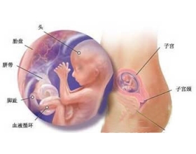 怀孕七个月胎儿图（怀孕七个月男女胎儿B超图）
