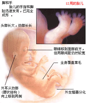 2012年生几月的龙宝宝比较好